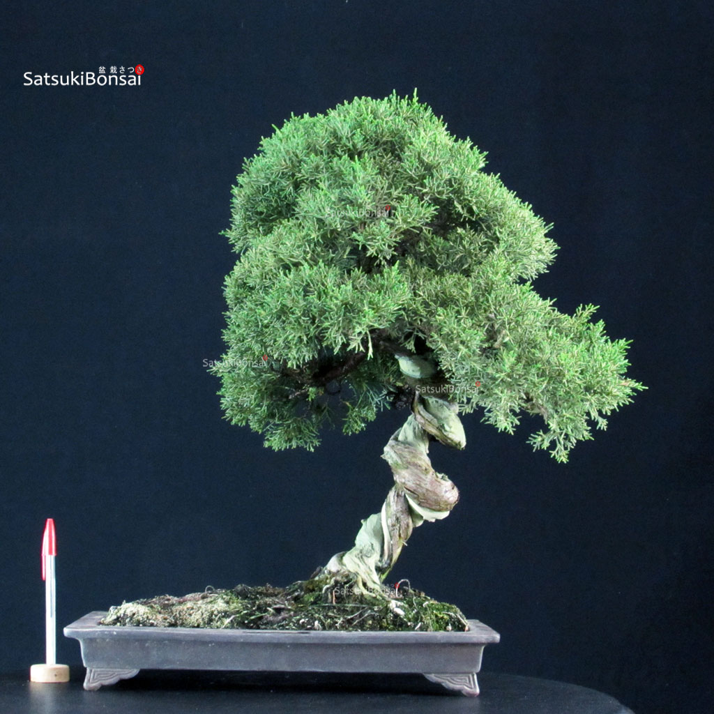 255756_1-Juniperus-chinensis-kishu Juniperus Chinensis Kishu - immagine 1
