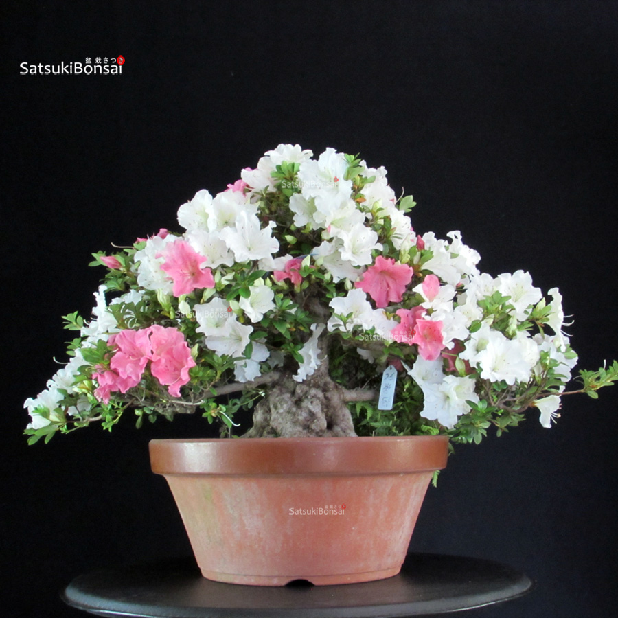 5330_10-Satsuki-Eikan Azalea Satsuki EIKAN - immagine 1