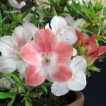 Azalea Satsuki Spp. - immagine 2