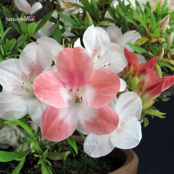 Azalea Satsuki Spp. - immagine 2