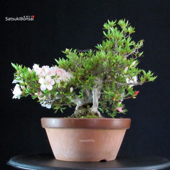 Azalea Satsuki Spp. - immagine 3