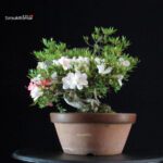 Azalea Satsuki Spp. - immagine 4