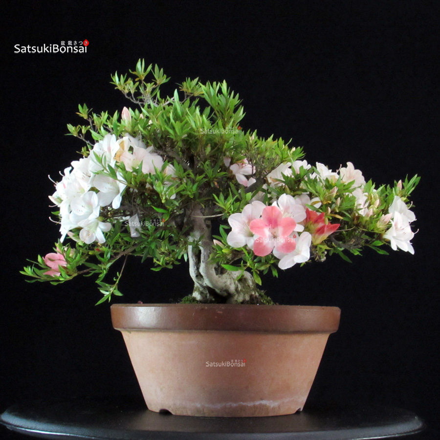 5332_7-Satsuki Azalea Satsuki Spp. - immagine 1