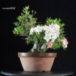 Azalea Satsuki Spp. - immagine 5