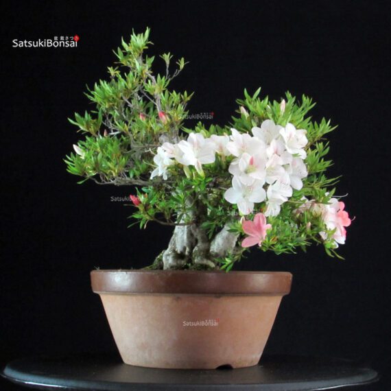Azalea Satsuki Spp. - immagine 5
