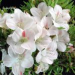 Azalea Satsuki Spp. - immagine 6