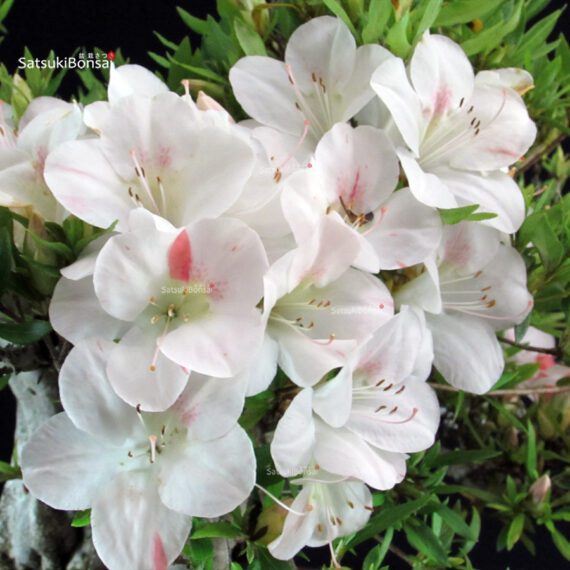 Azalea Satsuki Spp. - immagine 6