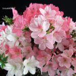 Azalea Satsuki JUKO - immagine 3