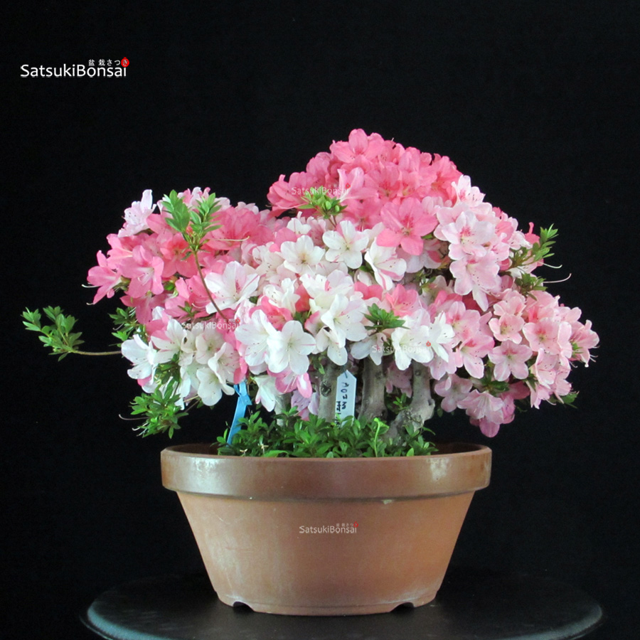 5337_7-Satsuki-Juko Azalea Satsuki JUKO - immagine 1