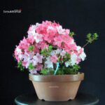 Azalea Satsuki JUKO - immagine 6