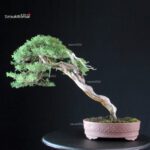 Juniperus Chinensis Kishu - Hokkaido - immagine 4