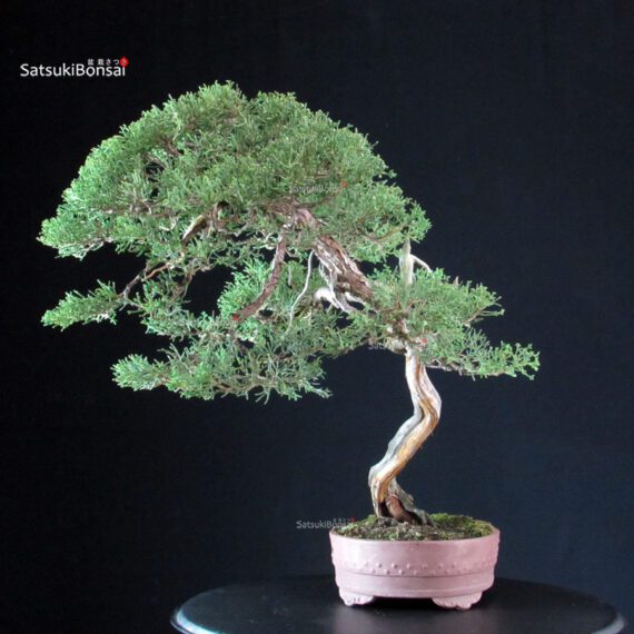 Juniperus Chinensis Kishu - Hokkaido - immagine 5