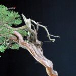 Juniperus Chinensis Kishu - Hokkaido - immagine 6