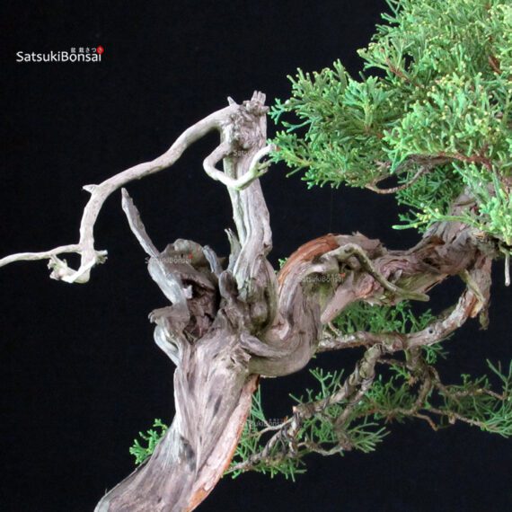 Juniperus Chinensis Kishu - Hokkaido - immagine 7