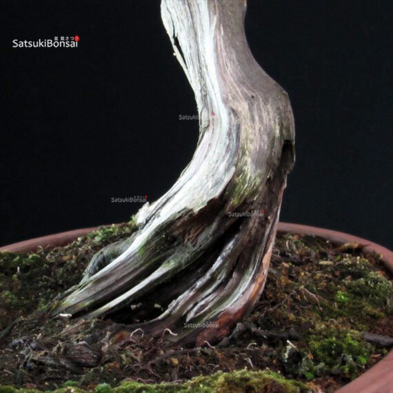 Juniperus Chinensis Kishu - Hokkaido - immagine 8