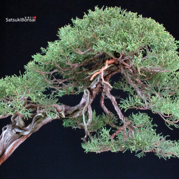 Juniperus Chinensis Kishu - Hokkaido - immagine 9