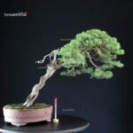 Juniperus Chinensis Kishu - Hokkaido