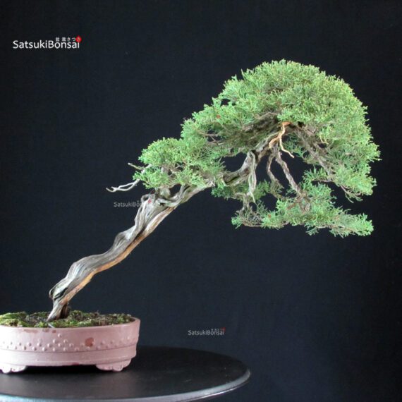 Juniperus Chinensis Kishu - Hokkaido - immagine 2