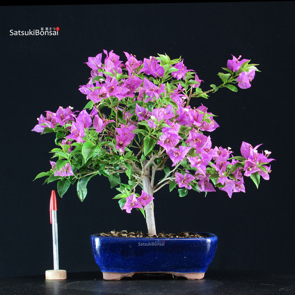 FB-009_1-Bougainvillea-Glabra Bougainvillea Glabra - immagine 1