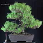 Pinus Thunbergii Kuromatsu