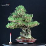 Pinus Thunbergii Kuromatsu Ishizuki VENDUTO