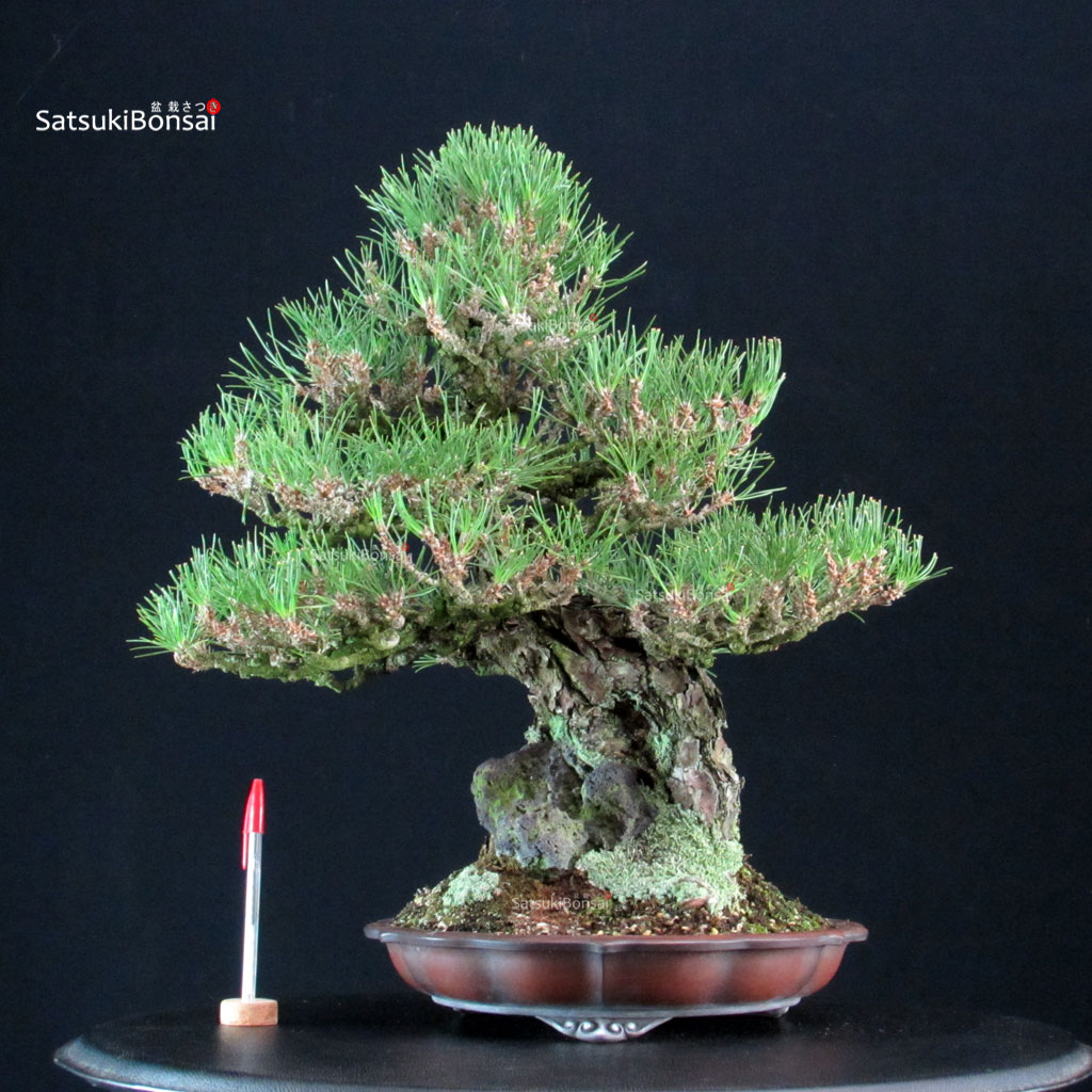 255586_1-Pinus-thunbergii-kuromatsu Pinus Thunbergii Kuromatsu Ishizuki VENDUTO - immagine 1