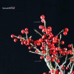 Ilex serrata femmina - immagine 2