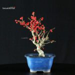 Ilex serrata femmina