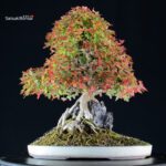 Acer Buergerianum - Kaede