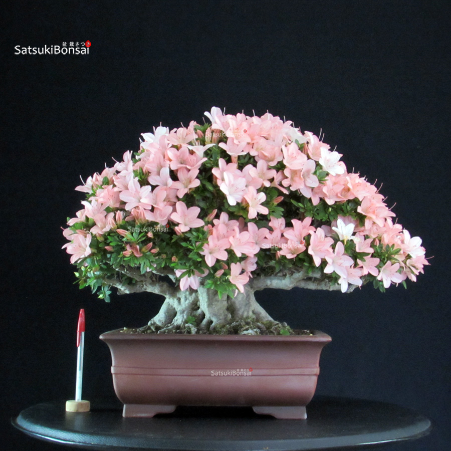 3472_20-Satsuki Goko Azalea Satsuki GOKO - immagine 1