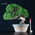 Juniperus Chinensis Itoigawa