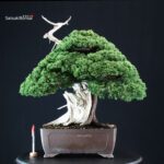 Juniperus Chinensis Itoigawa "Iura"