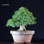 Acer Buergerianum - Kaede