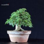 Acer Buergerianum - Kaede - immagine 2