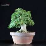 Acer Buergerianum - Kaede - immagine 4