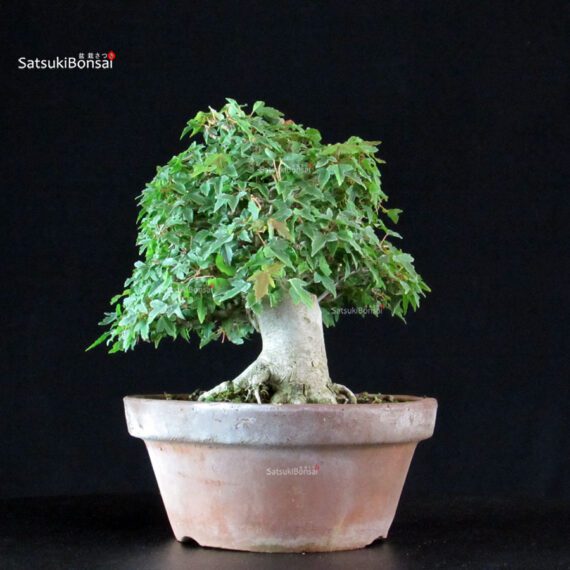 Acer Buergerianum - Kaede - immagine 4