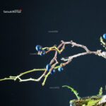 Sabia Japonica - immagine 4
