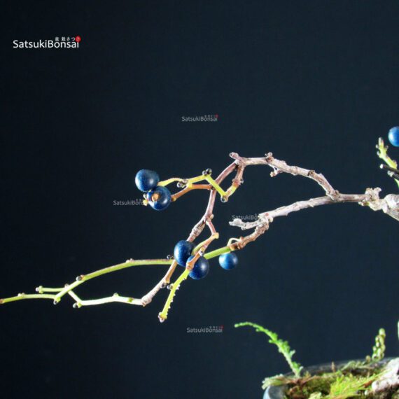 Sabia Japonica - immagine 4