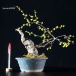 Sabia Japonica