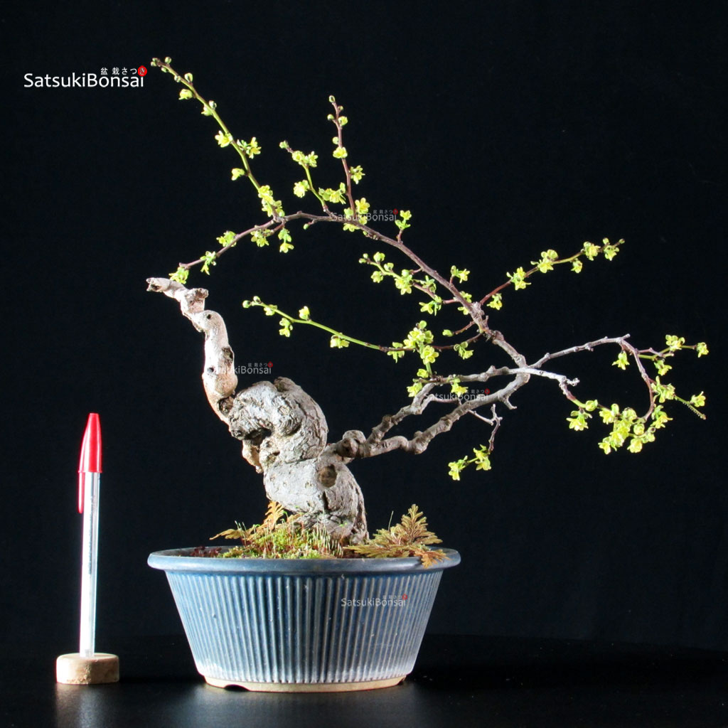 4544_11-Sabia-Japonica Sabia Japonica - immagine 1