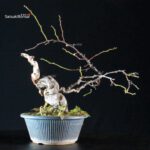 Sabia Japonica - immagine 5
