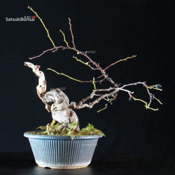 Sabia Japonica - immagine 5
