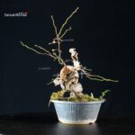 Sabia Japonica - immagine 6