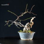 Sabia Japonica - immagine 7