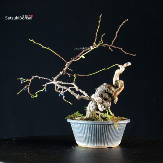Sabia Japonica - immagine 7