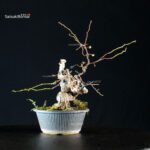 Sabia Japonica - immagine 8