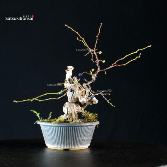 Sabia Japonica - immagine 8