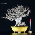 Malus spp. - immagine 6