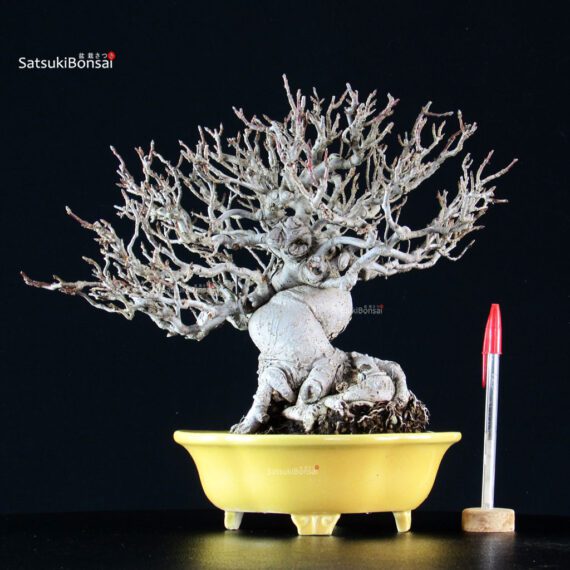 Malus spp. - immagine 6