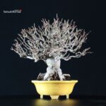 Malus spp. - immagine 7